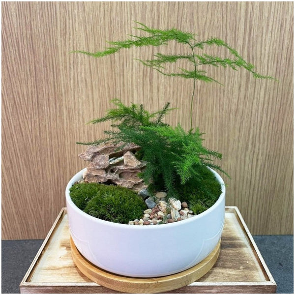 Zen Garden Pots | Giftr - Singapore's Leading Online Gift Shop