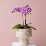 MDAY26 Graceful - Orchids in Pot - Mother's Day Flowers & Gifts 2026