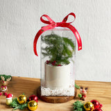 Carol Pot  - Christmas 2025