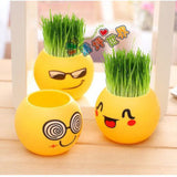 CNY25 Mini Grass Sprout Plant Kit - CNY Hampers & Gifts 2025