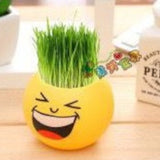 CNY25 Mini Grass Sprout Plant Kit - CNY Hampers & Gifts 2025