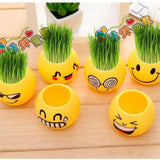 CNY25 Mini Grass Sprout Plant Kit - CNY Hampers & Gifts 2025