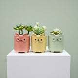 Wise Little Trio - Mini Succulents in Owl Pots - Father's Day Flowers & Gifts 2026