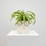 Dad’s Desk Buddy - Indoor Plant - Father's Day Flowers & Gifts 2026