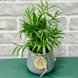 Miniature Bamboo Palm Pot Plant