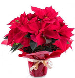 Christmas Red Poinsettia Plant Pot  - Christmas 2025