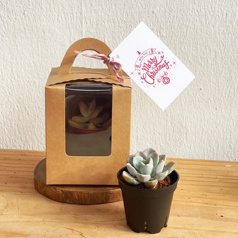 Succulent Gift Box 1pc (Basic)  - Christmas 2025