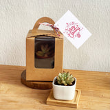 Succulent Gift Box 1pc (Premium)