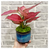 Red Aglaonema Plant Pot (Lucky Plant)