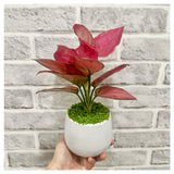 Red Aglaonema Plant Pot (Lucky Plant)