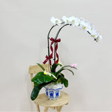 [CNY2023] Dual Phalaenopsis Pot | (On-demand Delivery)