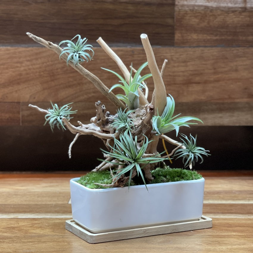 bonsai air plant Airplant Bonsai | Giftr