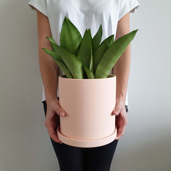 Coloured Ceramic Pots Series | Giftr - Singapore's Leading Online Gift Shop