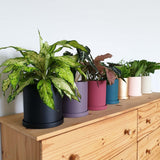 Coloured Ceramic Pots Series