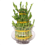 Chinese New Year 2023 - Lucky Bamboo Plant 3 Layer Tier Green Clear Vase (CNY-306)