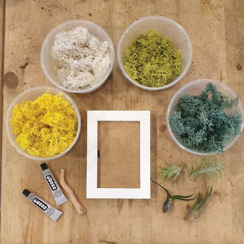 Airplant Greenwall DIY Kit