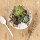 Open Succulent Terrarium DIY Kit