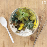 Open Succulent Terrarium DIY Kit