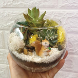 Open Succulent Terrarium DIY Kit