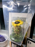 Preserved Sunflower in Glass Dome