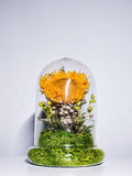 Preserved Sunflower in Glass Dome
