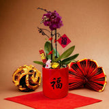Chinese New Year 2024 : Orchid in Abundance Pot