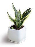 Sansevieria Trifasciata Fresh Plant