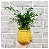 Miniature Bamboo Palm Pot Plant