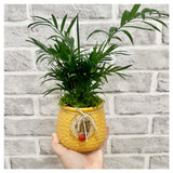 Miniature Bamboo Palm Pot Plant
