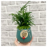 Miniature Bamboo Palm Pot Plant