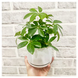 Father's Day 2024 - Umbrella Plant Pot