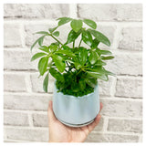 Father's Day 2024 - Umbrella Plant Pot