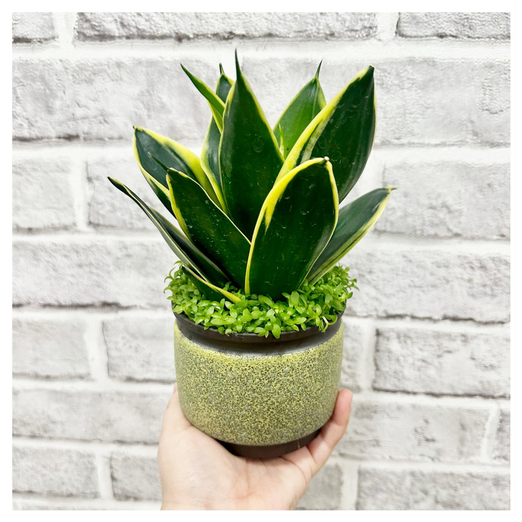 Father's Day 2024 Snake Plant Pot Giftr Singapore's Leading