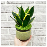 Father's Day 2024 - Snake Plant Pot