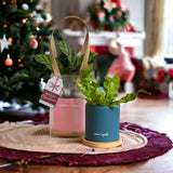 [Christmas 2023] Potted Plant Gift Set