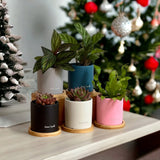 [Christmas 2023] Potted Plant Gift Set