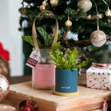 [Christmas 2023] Potted Plant Gift Set