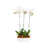 White Phalaenopsis Orchid (3 Stems)