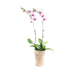 White Center Pink Phalaenopsis Orchid