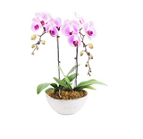 White Center Pink Phalaenopsis Orchid