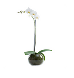 White Phalaenopsis Orchid (1 Stem)