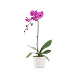 Purple Phalaenopsis Orchid 1 Stem