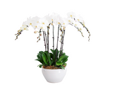 White Phalaenopsis Orchid 10 Stems