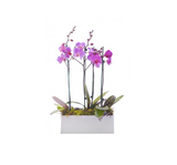 Purple Phalaenopsis Orchid 3 Stem