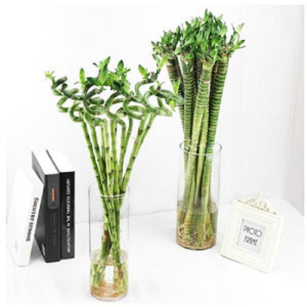 lucky bamboo singapore Chinese New Year 2023 - Always Lucky Bamboo (CNY-222) | Giftr