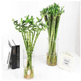 Chinese New Year 2023 - Always Lucky Bamboo (CNY-222)