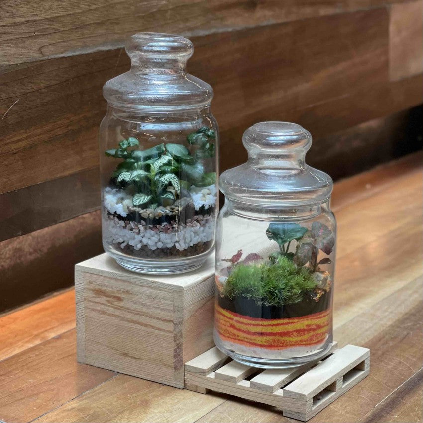 Close Terrarium Workshop Giftr Singapore s Leading Online Gift