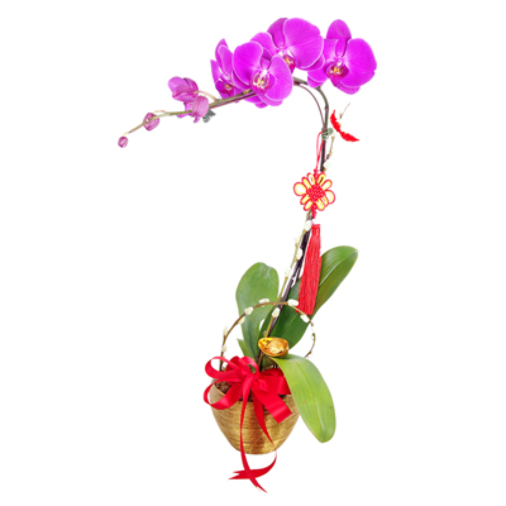Chinese New Year 2023 - Fortune Phalaenopsis Orchid (CNY-214)