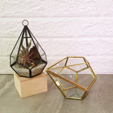 Geo Diamond Terrariums