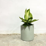 Grey Fibreglass Pot